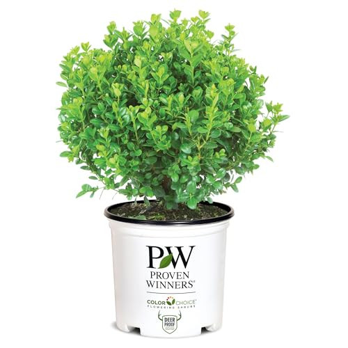 Proven Winners 2 Gallon Sprinter Boxwood | Amazon (US)