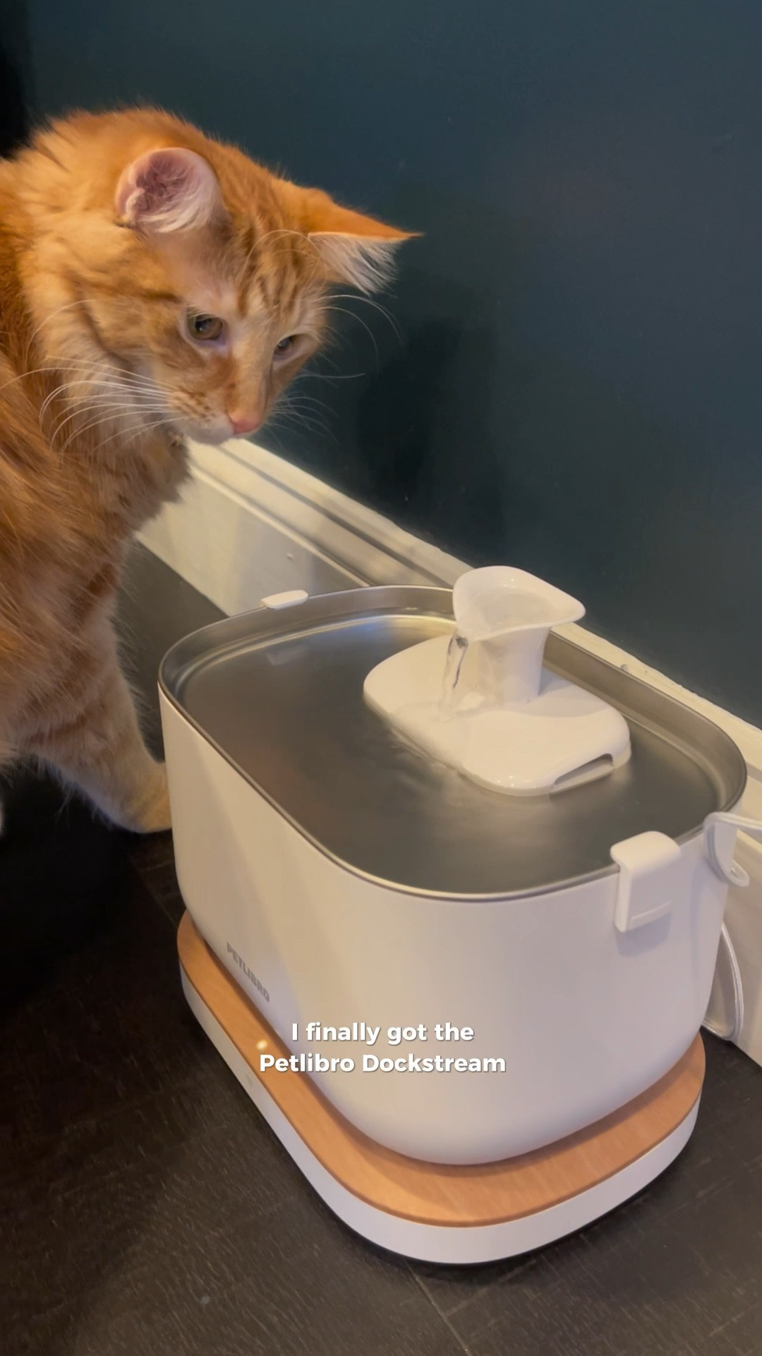 Petlibro Smart Cat Fountainn

#LTKPets #LTKHome