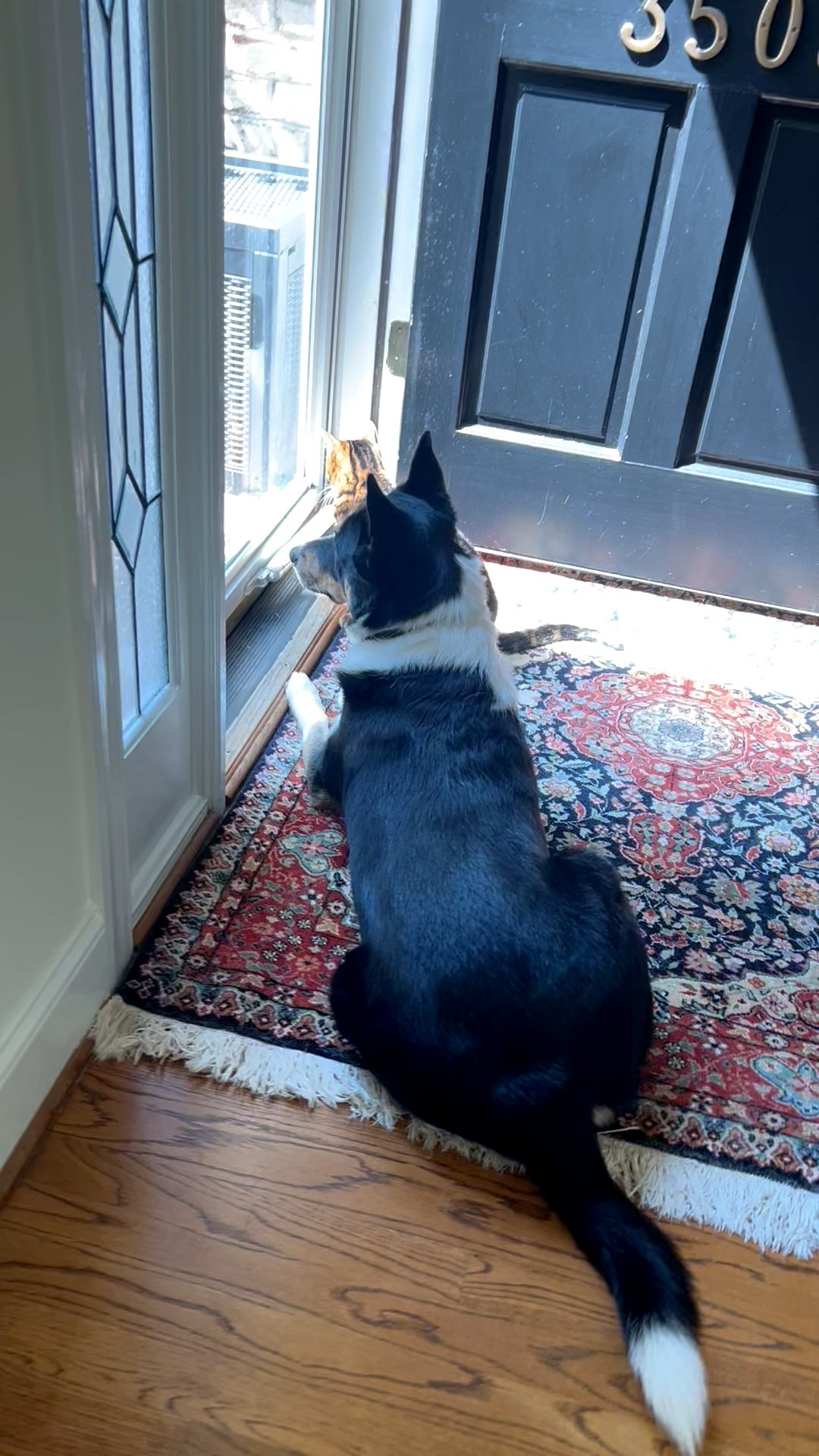 Entry way Rug in its red era

#LTKPets #LTKHome #LTKFindsUnder100