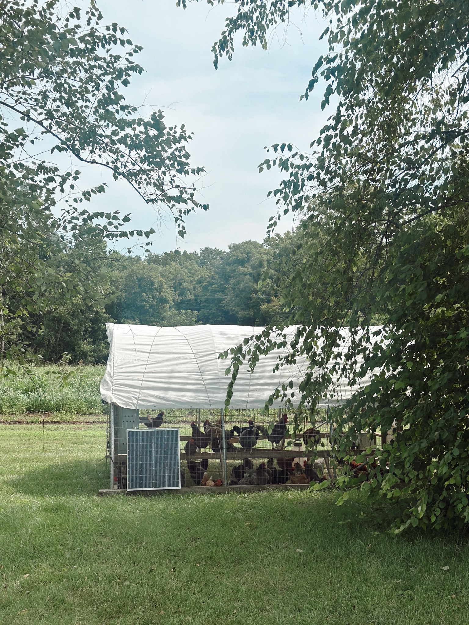 Chicken coop 🐓🥚 essentials 