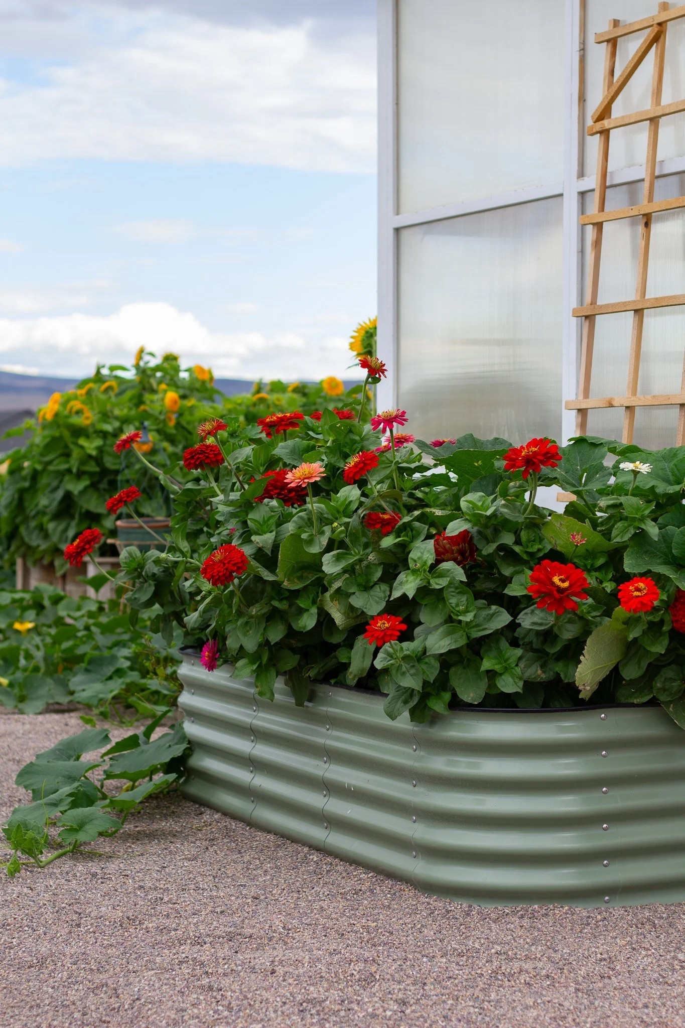State fair zinnias are so beautiful and easy to enjoy all summer. They are low maintenance and drought tolerant. Enjoy bouquets all summer. 

#LTKmomlife #LTKHome