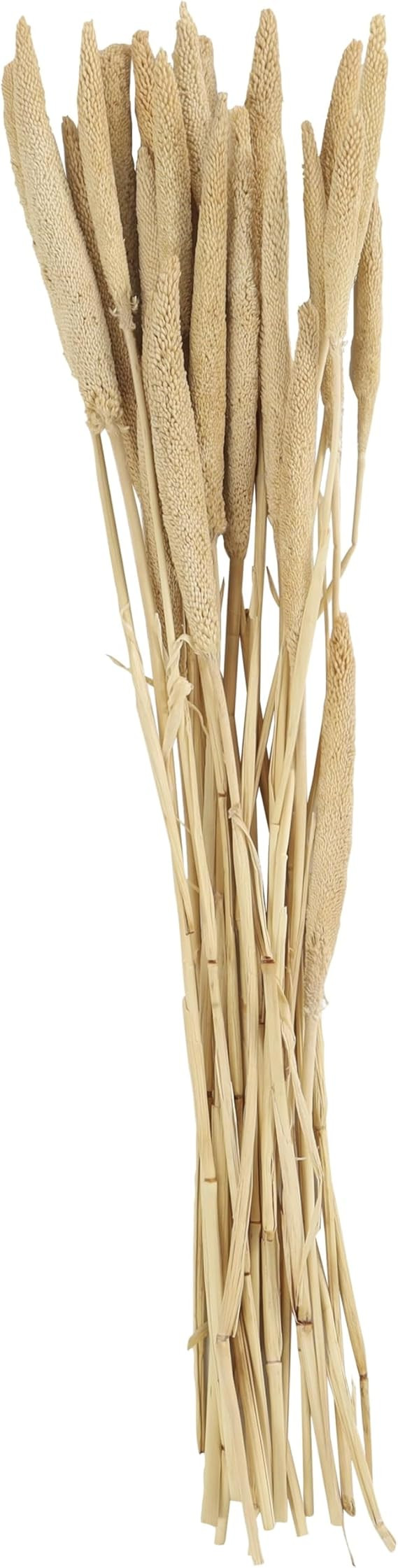 Deco 79 Dried Plant Bunny Tail Home Decor Natural Foliage Natural Dried Foliage with Long Stems, ... | Amazon (US)