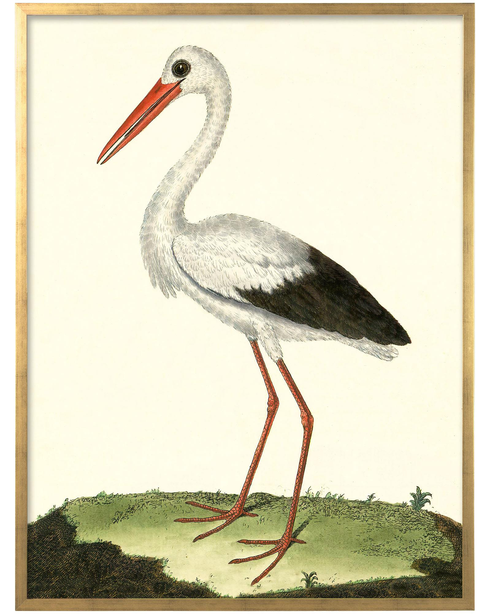 "Large Vintage Birds" in Gold Frame by Whalebone Creek | Serena and Lily