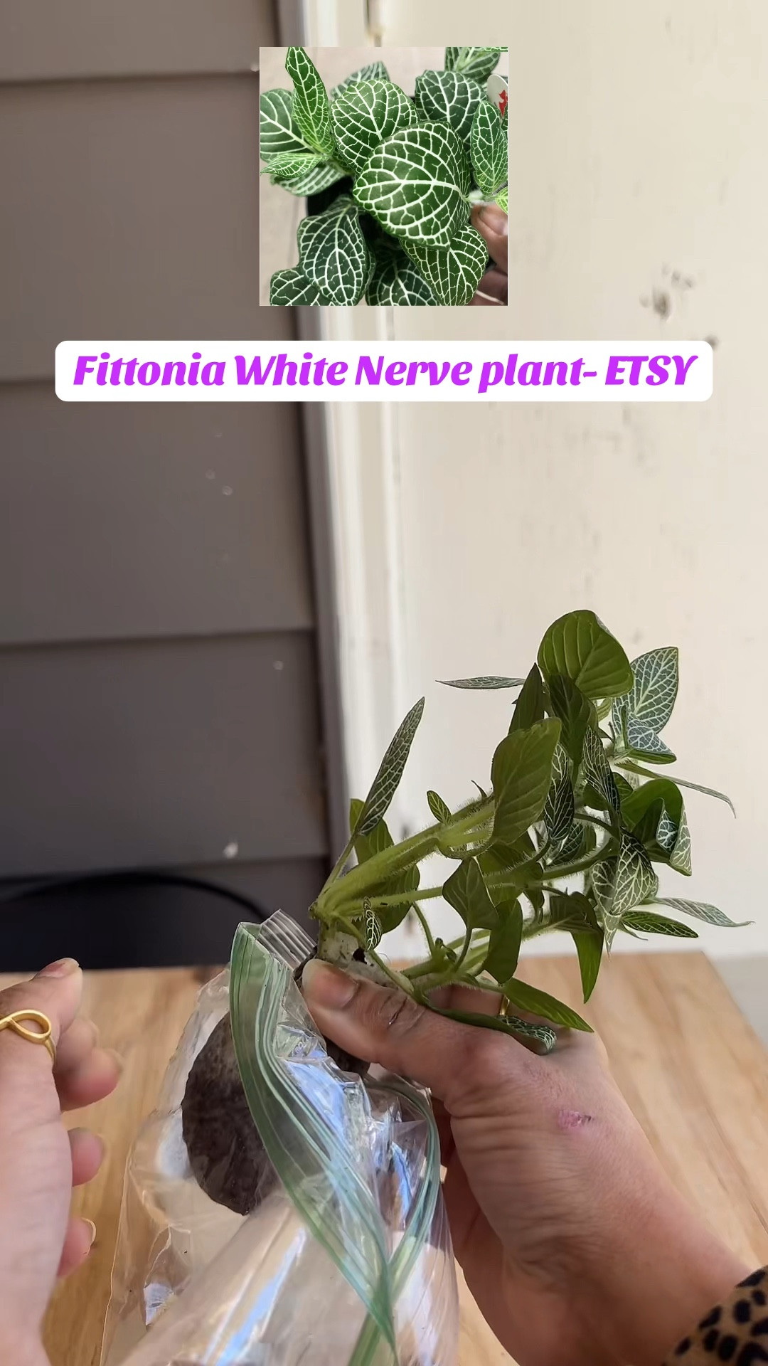I shopped Flower seeds and live plants @ Etsy

Follow me on Tiktok @ pam.dsouza
IG @ justchillwithpam 
YT @ pamdsouza 

for updates on seeds :)

#plants #garden #spring #etsyshop 

#LTKSeasonal #LTKGiftGuide #LTKWatchNow

#LTKGiftGuide #LTKSeasonal #LTKWatchNow