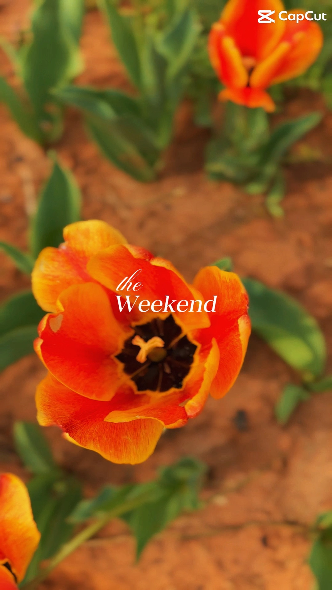 Weekend Recap!! Full of joy and peace!! Nothing like getting to enjoy life’s beautiful moments with sunshine!! The last 3 are my grands and they bring so much joy to my aching heart!! #joyandgrief #springtime

#LTKstorytime #LTKSeasonal #LTKdayinmylife