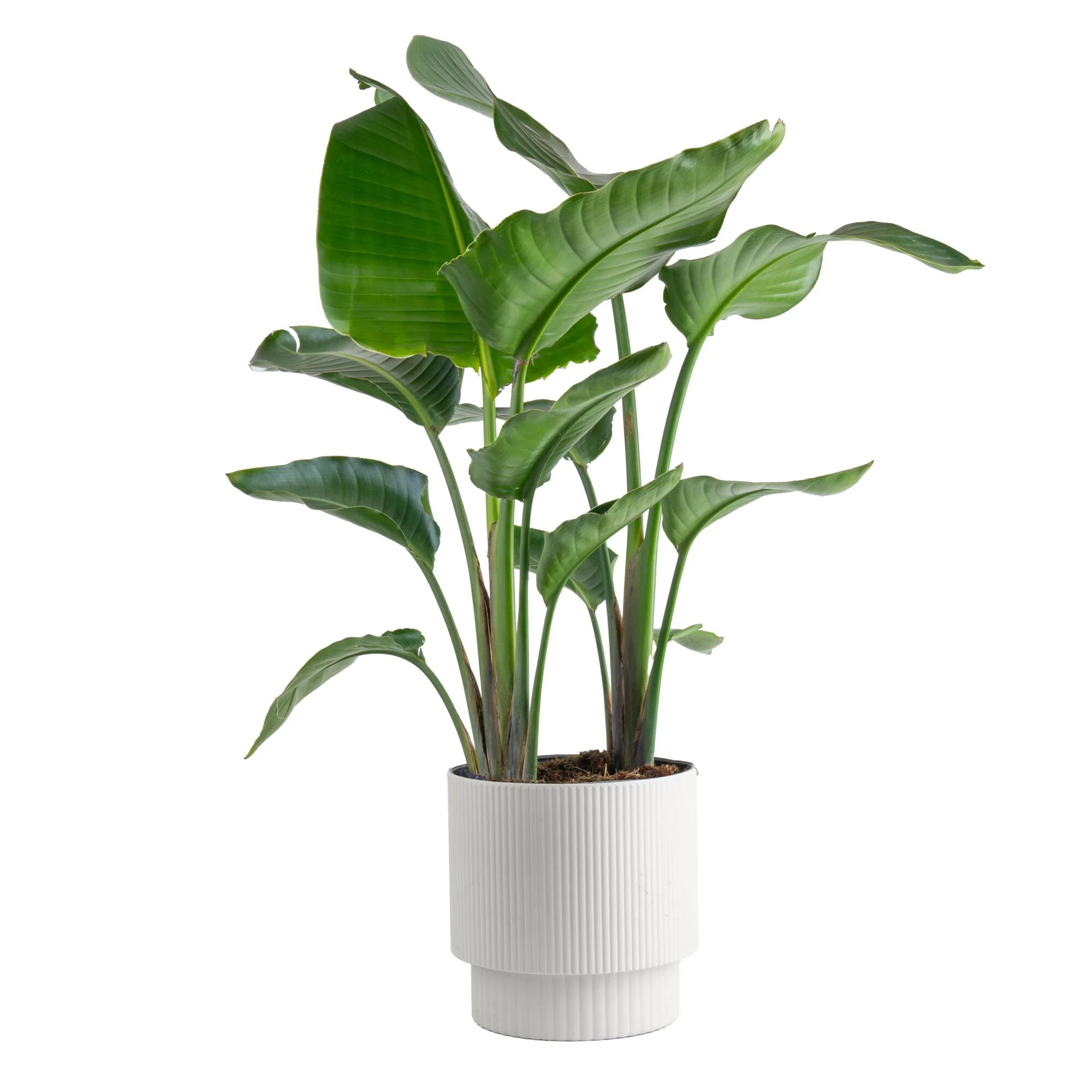 Costa Farms Indoor White Bird of Paradise House Plant in 10-inch Décor Pot | Wayfair North America