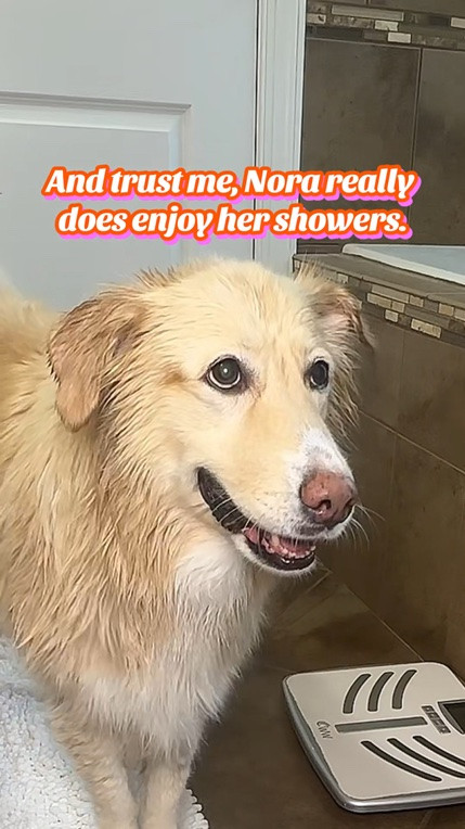 Can’t believe how long this little shampoo bottle has lasted us. Or how good it is on Nora’s skin & fur.   
Highly recommend for my fellow pup parents.  #dogmom #seniordog #goldengirl #dogshampoo #dogshower

#LTKmomlife