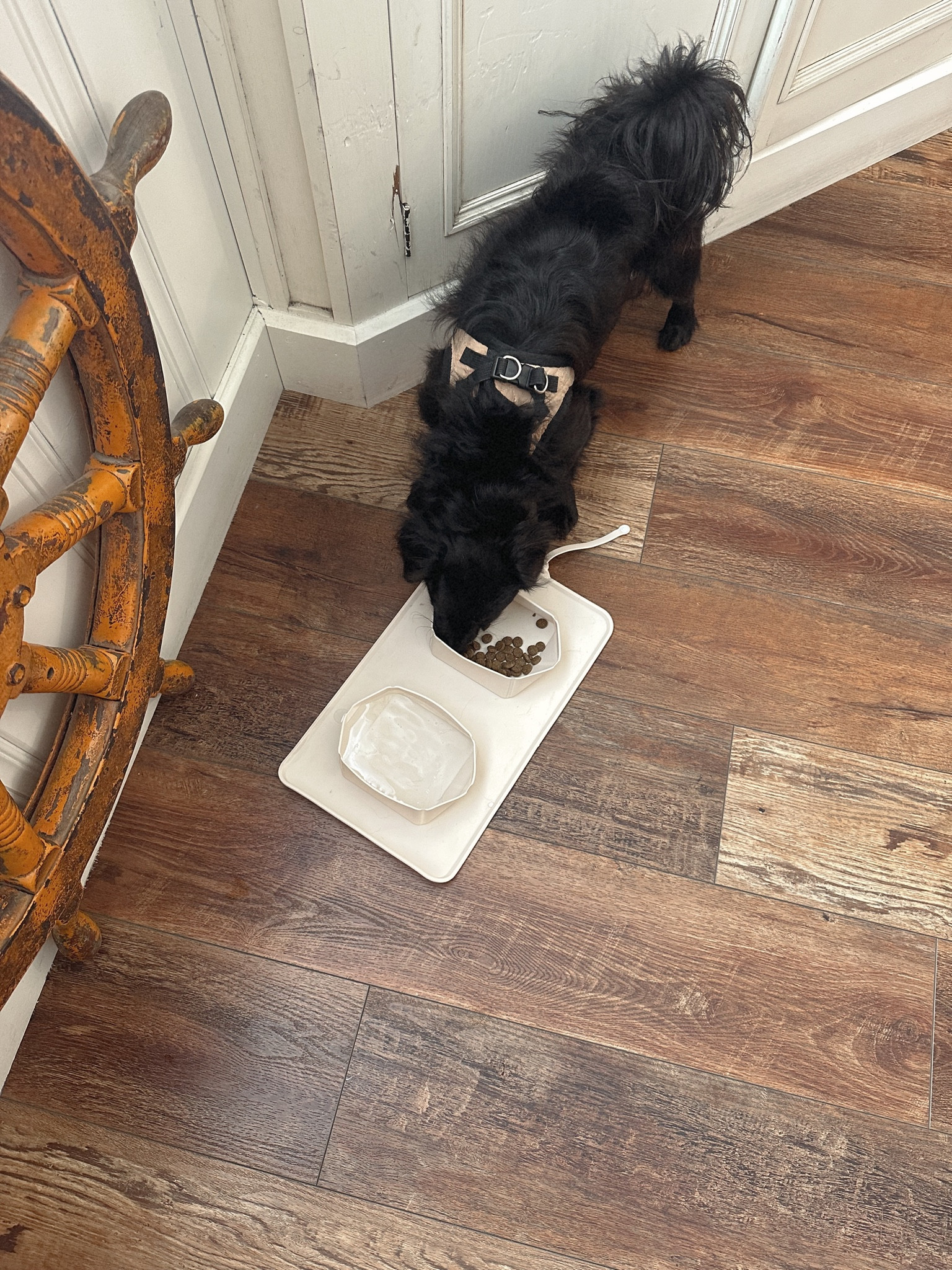 DOG ESSENTIALS
my favorite harness and travel dog bowls 

#LTKunder50 #LTKstyletip #LTKhome