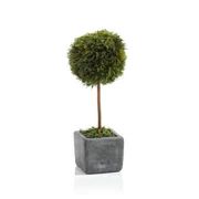 Cypress Round Topiary, Medium | Waiting On Martha