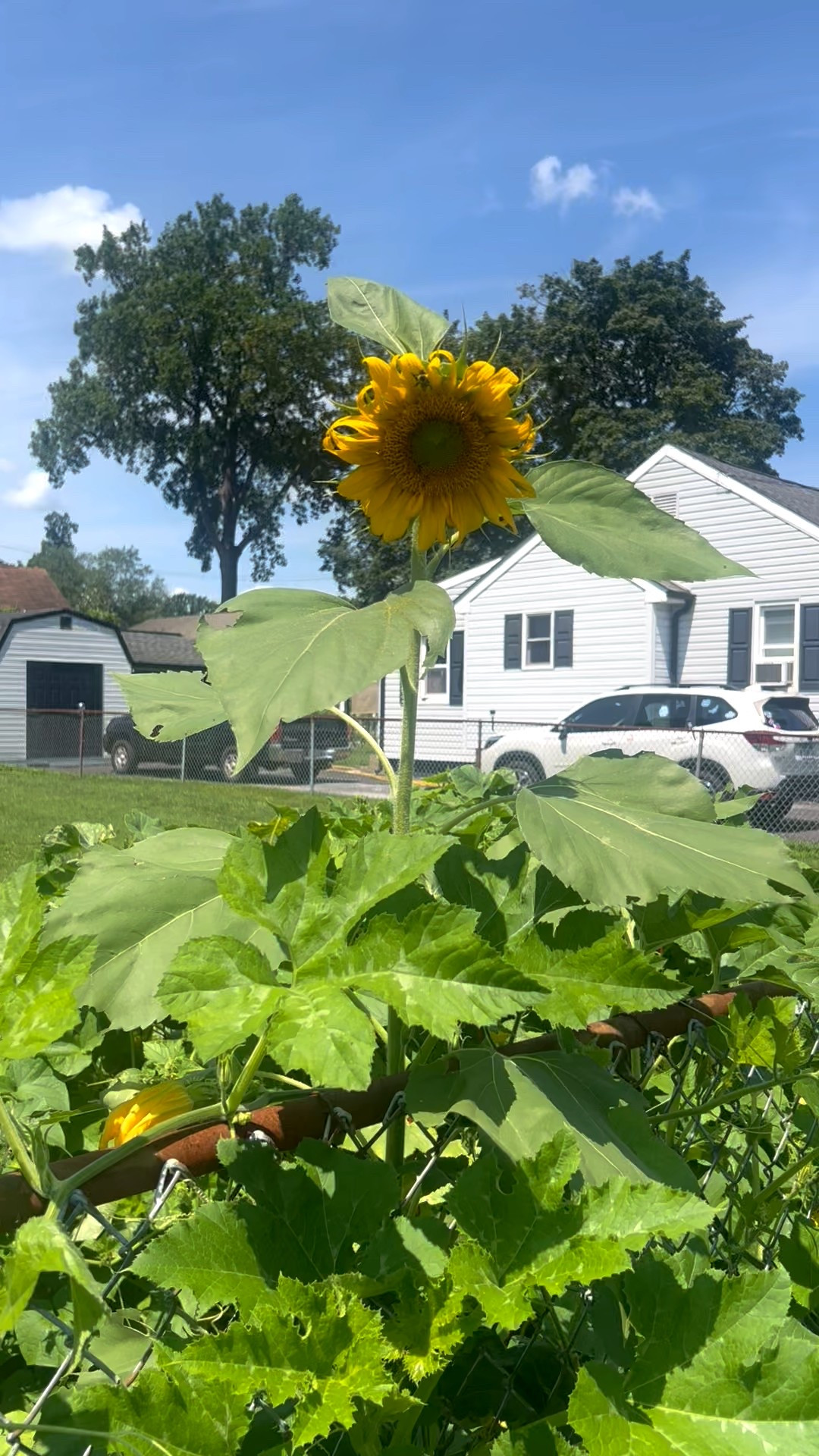These hand held garden clippers are amazing for trimming weeds near your plants and touching up around your fence and flowerbed. They also come with a hedge trimming attachment and the battery charge lasts so long! 

#LTKHome #LTKSeasonal #LTKOver40