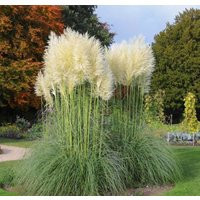 25 White Pampas Grass Seeds Comes Back Every Year | Etsy (US)