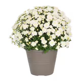 1 Gal. White Mum Chrysanthemum Winchester Planter Perennial Plant (1-Pack) | The Home Depot