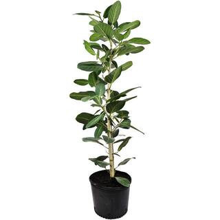 Ficus Audrey Column