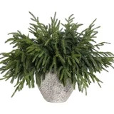 CleanX 16 Pcs Christmas Norfolk Pine Branches, 18 Inch Real Touch Artificial Norfolk Pine Branch ... | Walmart (US)