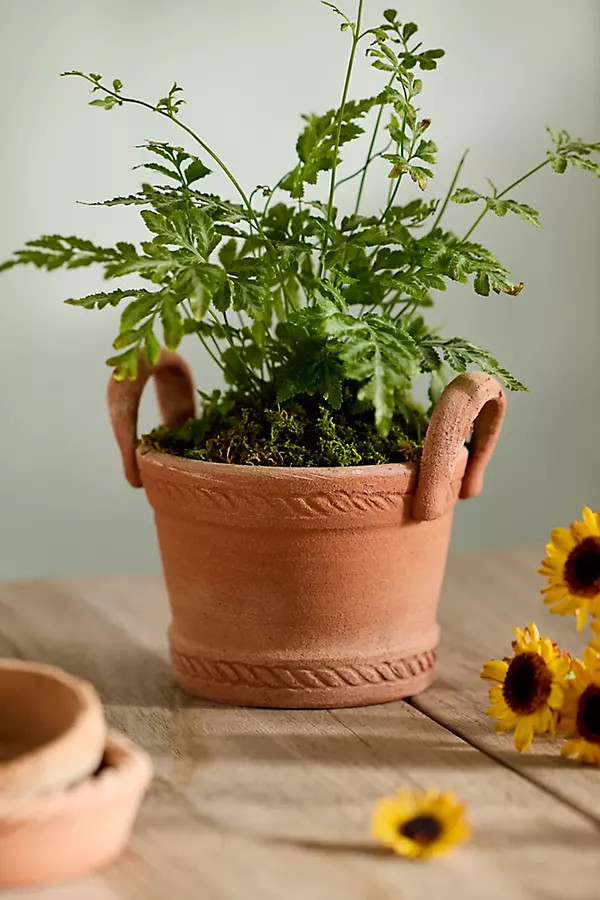 Basket Handle Galestro Pot | Anthropologie (US)