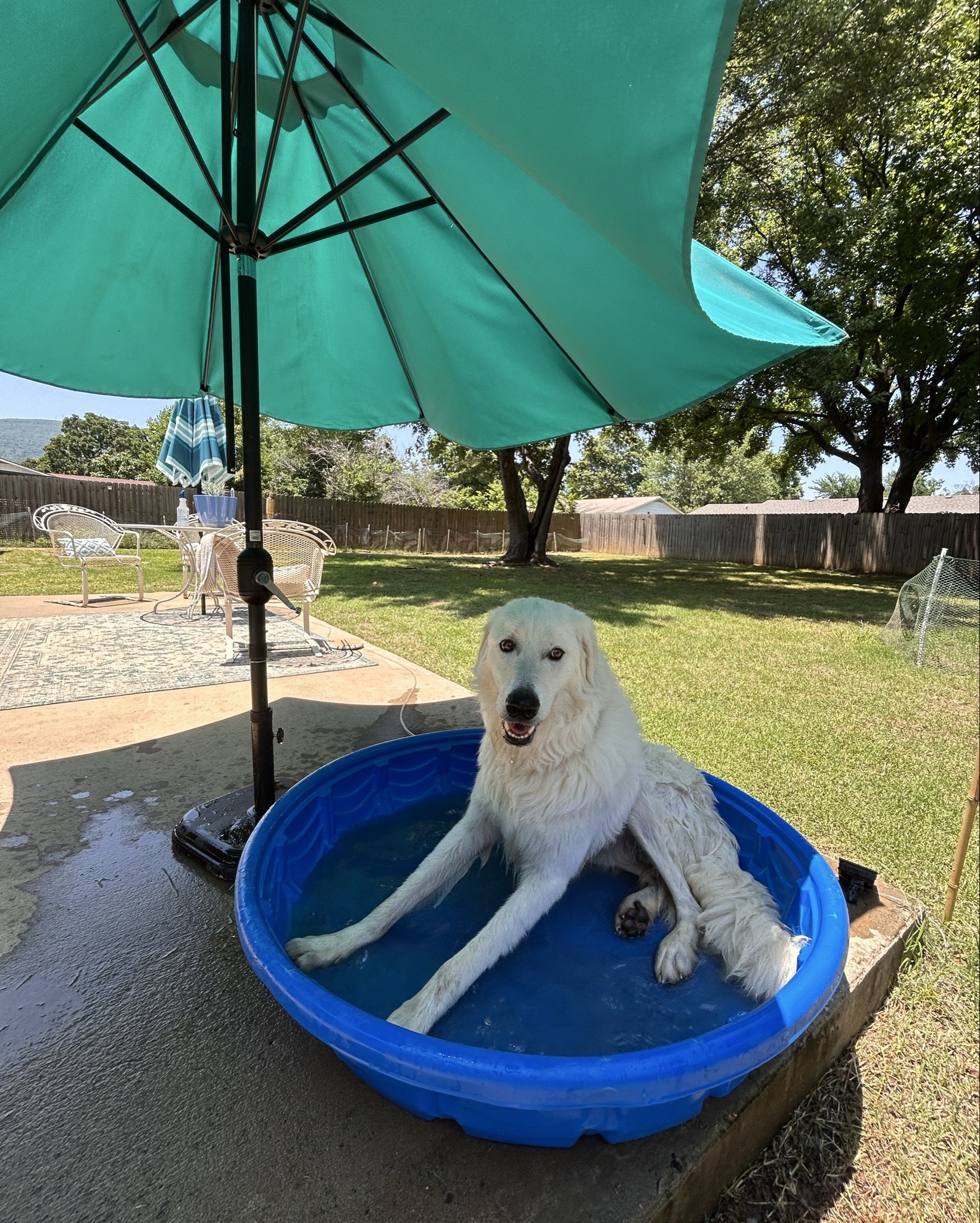 We love a cool off corner🦭💦 🧡  #dogsummer #home #dogmom 
#dogpools

#LTKSummerEdit