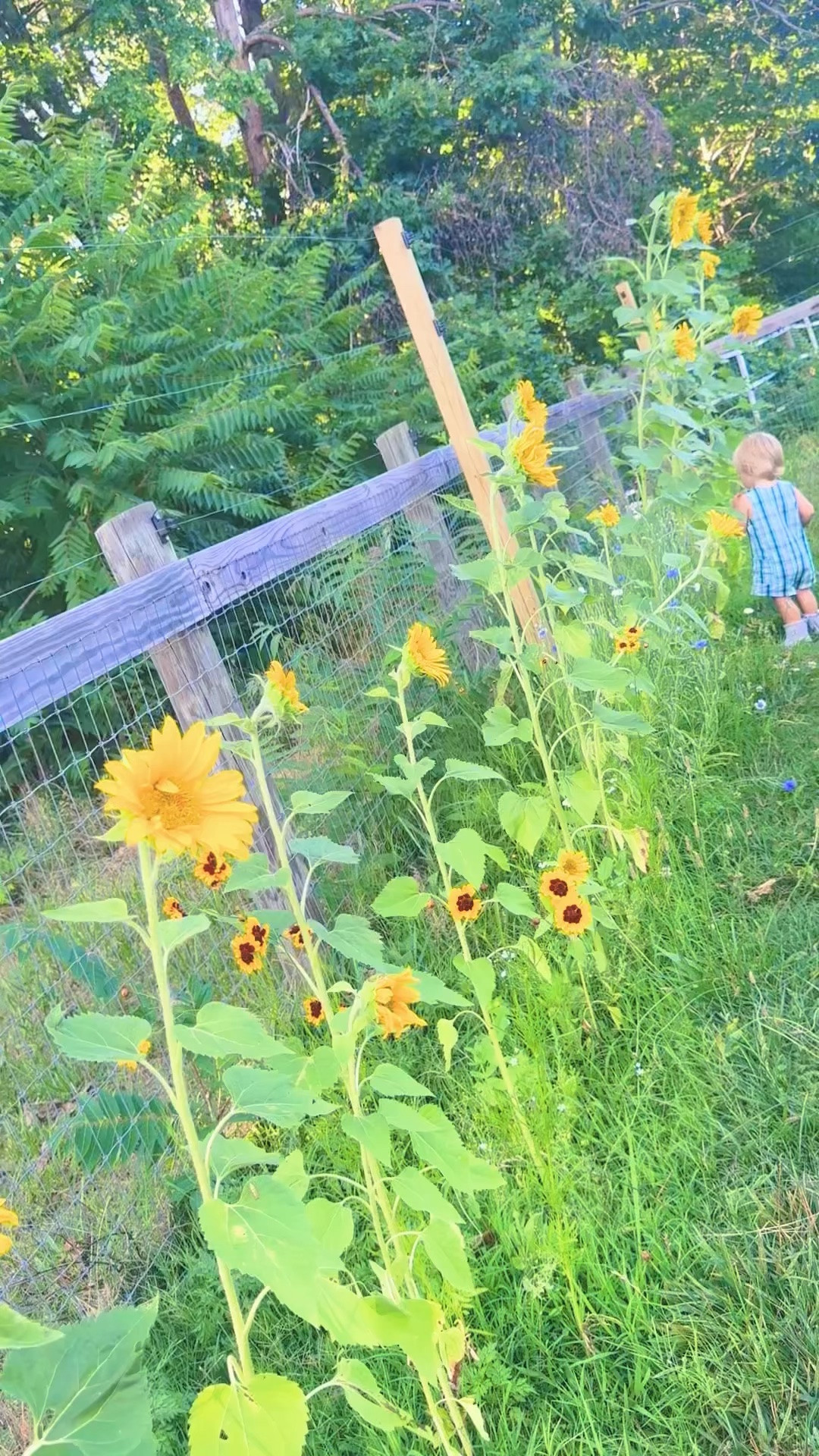 And alllllllll the sunflower 🌻 blooms upon blooms 🌼 make the garden 🪴 feel like such a magical storybook 🥰✨