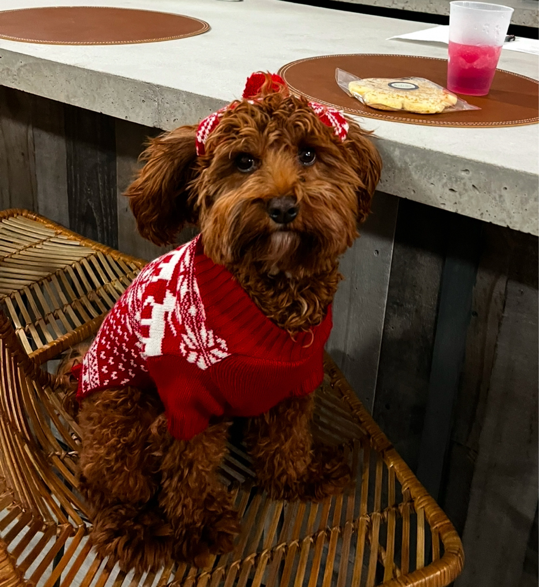 Everything you need for a new puppy! #newpuppy #pupoy #ltkpet 