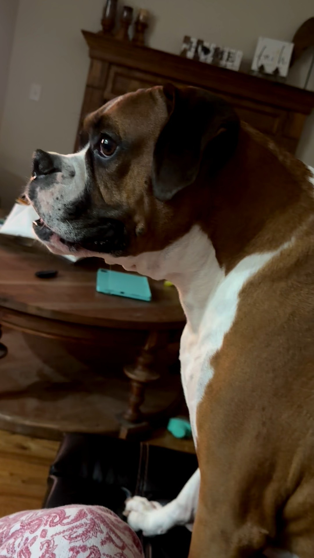 My boxer, Bruno, loves his chicken🐓🤣

#LTKHome #LTKdayinmylife #LTKmomlife