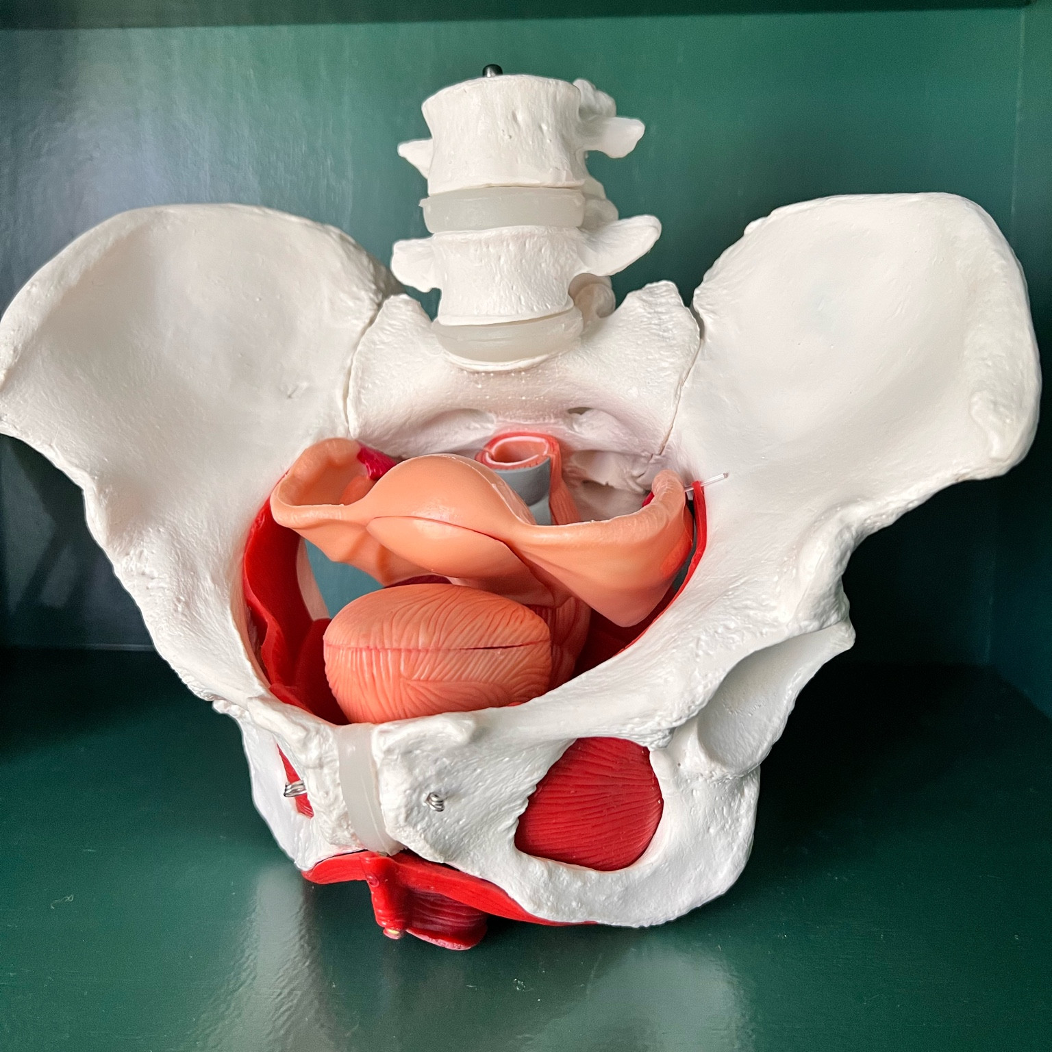 Pelvis model 🦴🧘🏽‍♀️
As a pelvic floor therapist, this model has been so helpful in providing education to my patients about the anatomy and function of their pelvic floor muscles, bones and organs.
