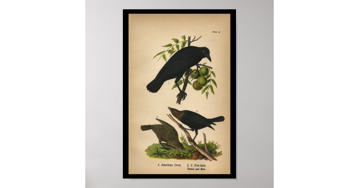 1890 Bird Print American Crow | Zazzle | Zazzle