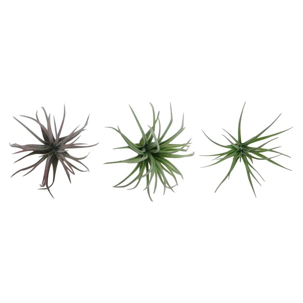 Air Plant, Plant Arrangement Stems | Target