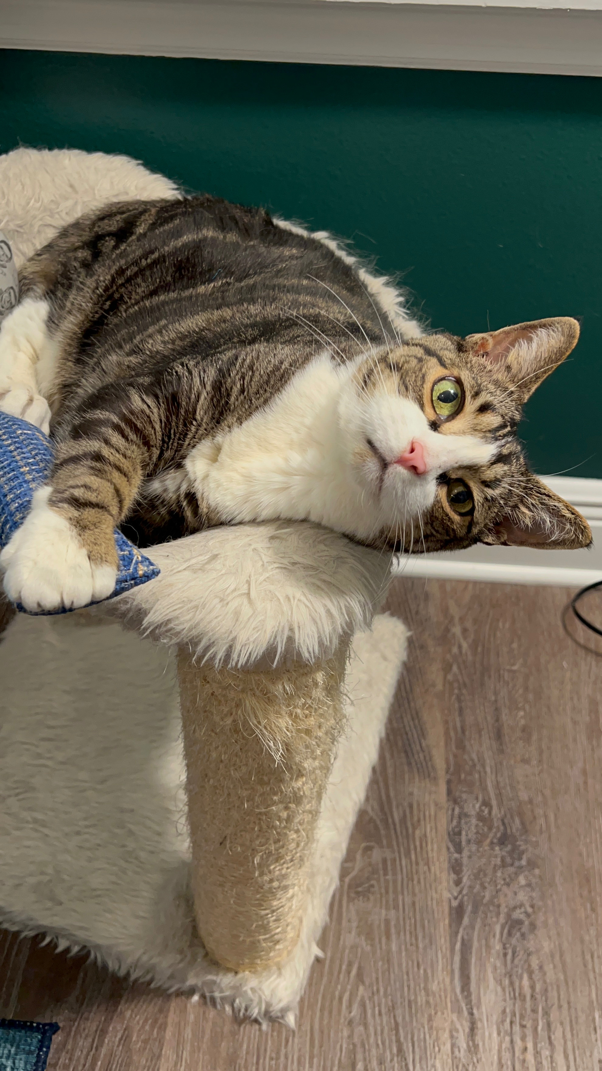 Keeping my clowder entertained with toys they actually use — from cozy kickers to interactive puzzles, these are current faves 🐾 Great for rainy days, fall enrichment, or just a little cat mom treat. Tagging our go-tos (plus a few new picks) here 💚 

 #LTKHome #LTKPets #LTKFamily