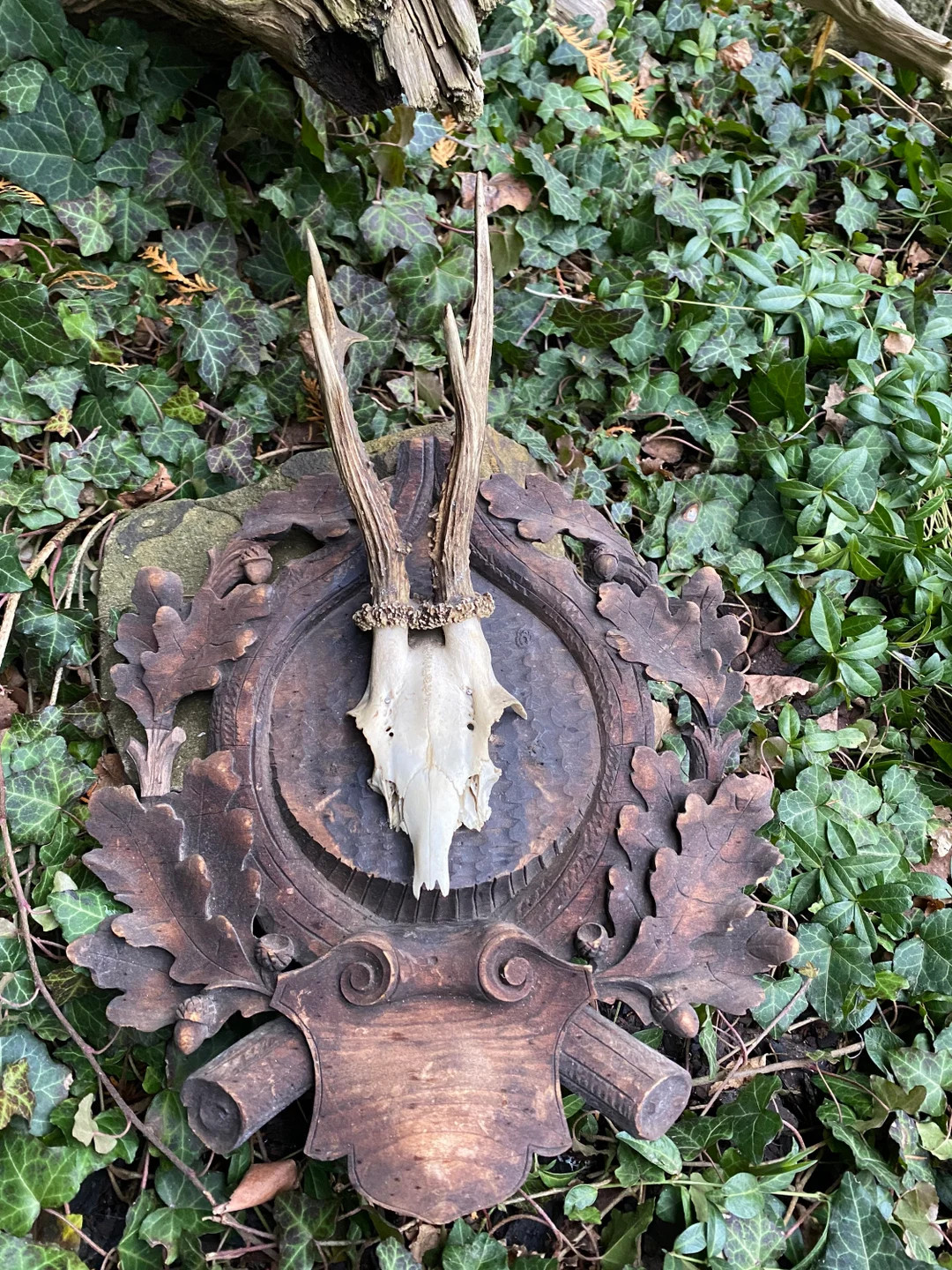 Antique roedeer antlers wood carved mount blackforest victorian | Etsy (US)