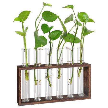 Plant Terrarium with Wooden Stand Desktop/Wall Hanging Plant Propagation Station Planters Glass Tube | Walmart (US)