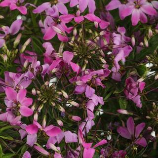 Proven Winners 4.25 in. Eco+ Grande Señorita Rosalita Spider Flower (Cleome Hybrid) Live Annual ... | The Home Depot