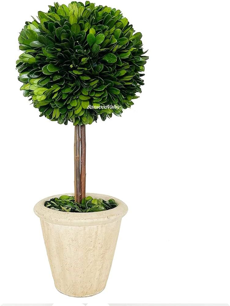 Natural Preserved Boxwood Topiary in Pot 15 inch Stunning Greenery and Plant Decor Great for Home... | Amazon (US)