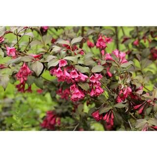 Online Orchards 1 Gal. Minuet Weigela Shrub Innumerable Fragrant Fuchsiacolored Blossoms SBWG001 ... | The Home Depot