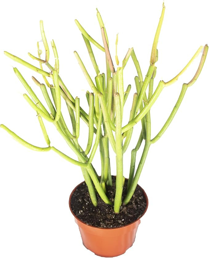 Euphorbia Tirucalli (Sticks on Fire) Succulent - 4'' from California Tropicals | Amazon (US)