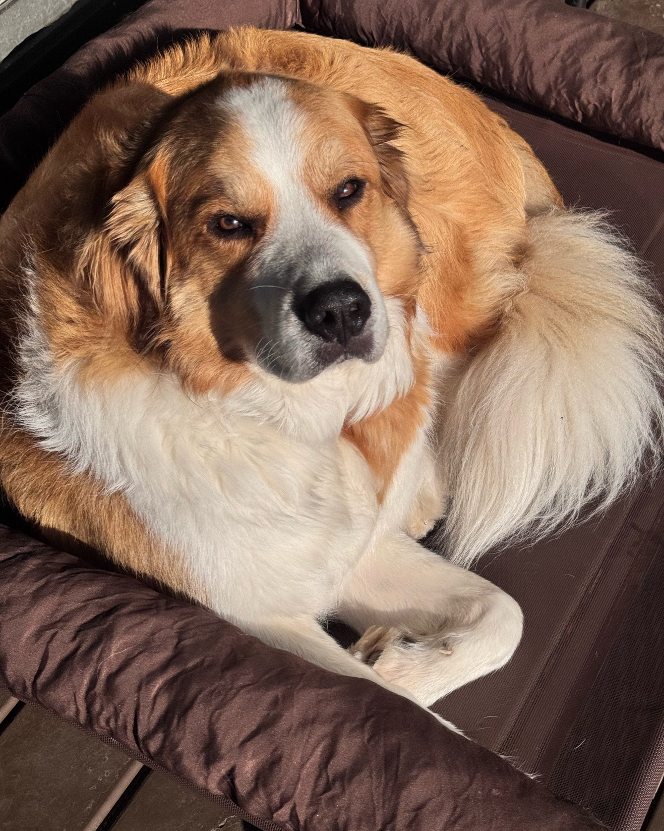 Reggie loves this outdoor dog bed and it doesn’t break the bank!!

#LTKU #LTKHome