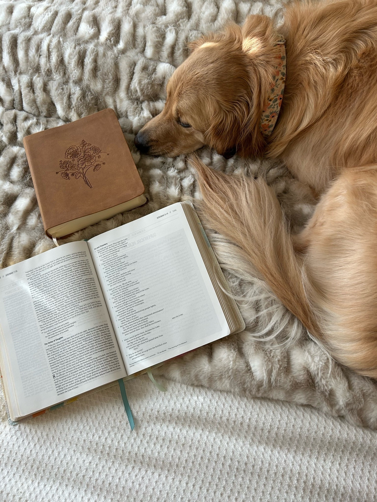 // The best blanket for fall!! //

#LTKHome #LTKSeasonal