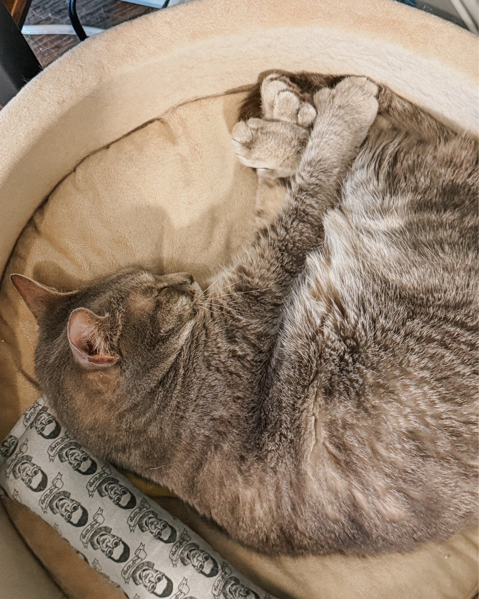 Olivia and her pile of paws 🐾 a cozy catnap in three photos 😻

#LTKselfcare #LTKHome #LTKSeasonal