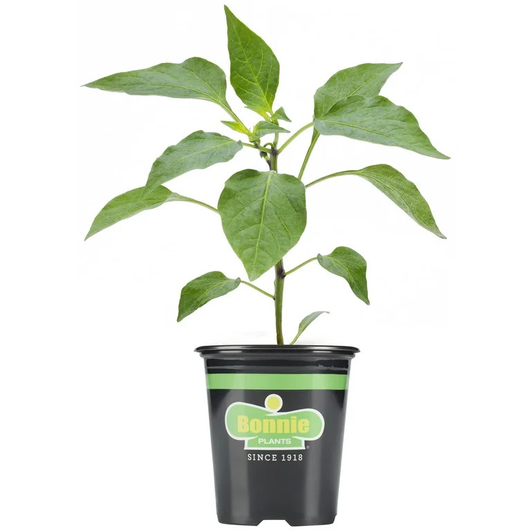 Bonnie Plants JalapeÃ±o Hot Pepper 19.3 oz. | Walmart (US)