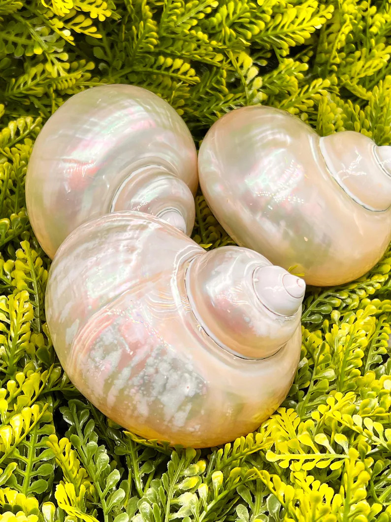 XXL Polished Pearl Turbo Shells for Hermit Crabs, Natural Ocean Blemishes | Etsy (Global)