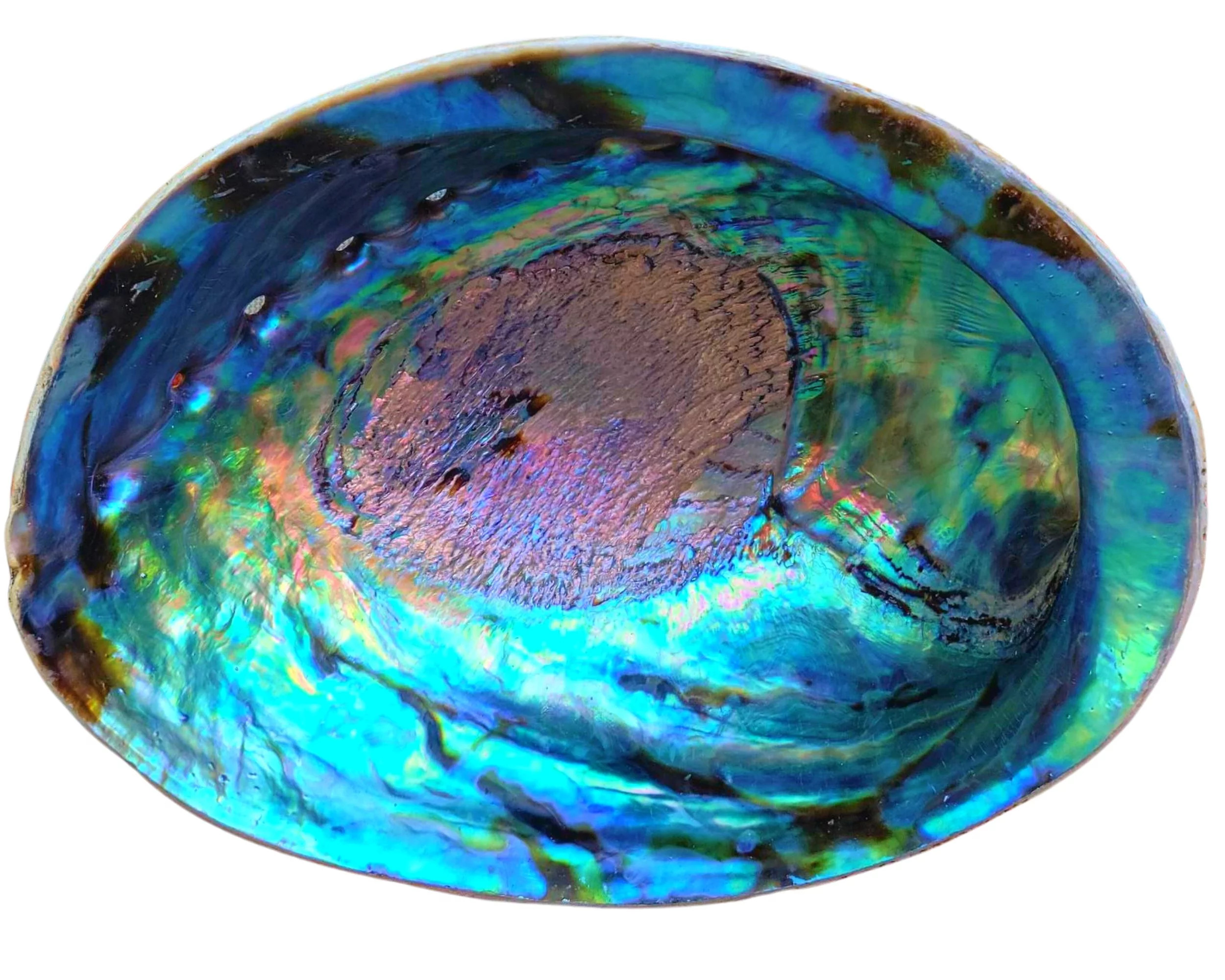 Beautiful Large Abalone Shell, Hand Selected Smudge Bowl, Size Choices w/ Wood Stand Option - Wal... | Walmart (US)