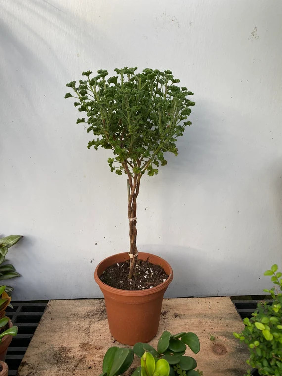 Scented Geranium Topiary braid or twist in a 6" pot | Etsy (US)