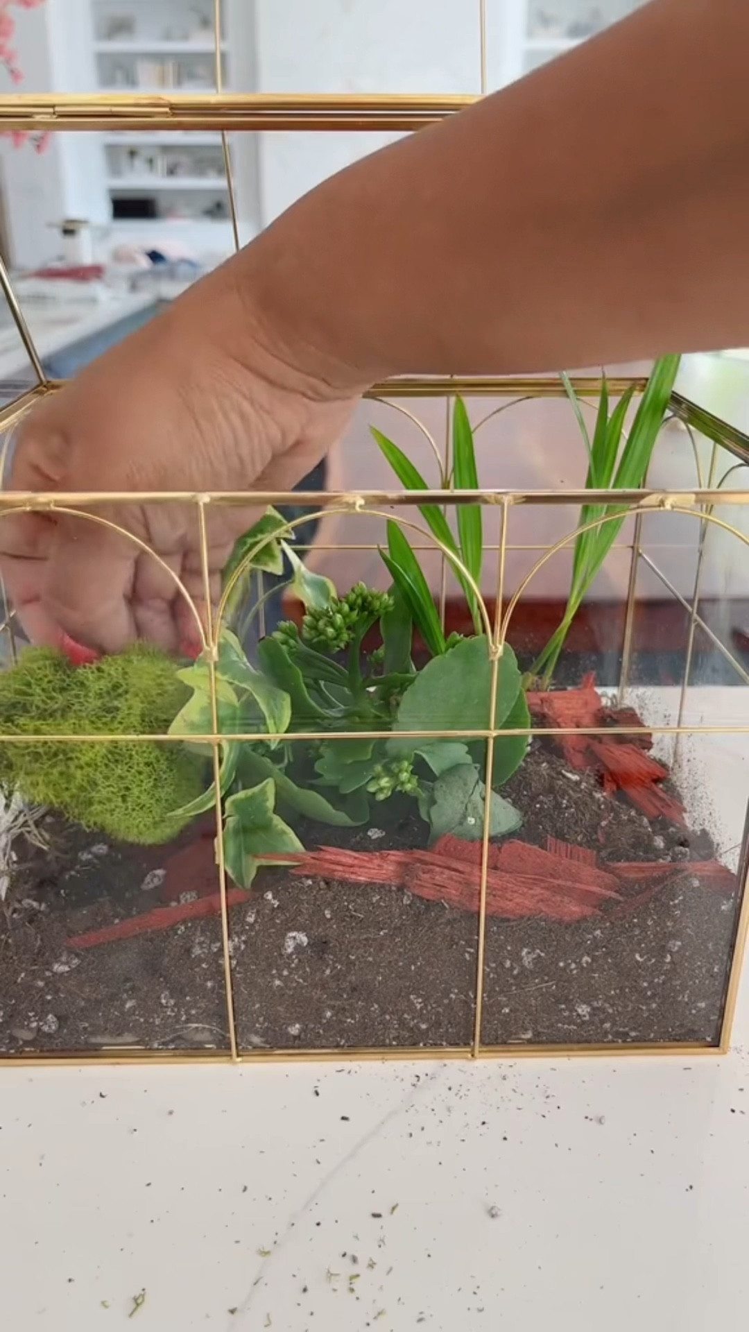 Terrariums bring nature indoors, creating mini ecosystems with low maintenance, promoting relaxation and improving air quality! Plus they’re super cute too!
#terrariums #indoorplants #homedecor 

#LTKfindsunder50 #LTKhome