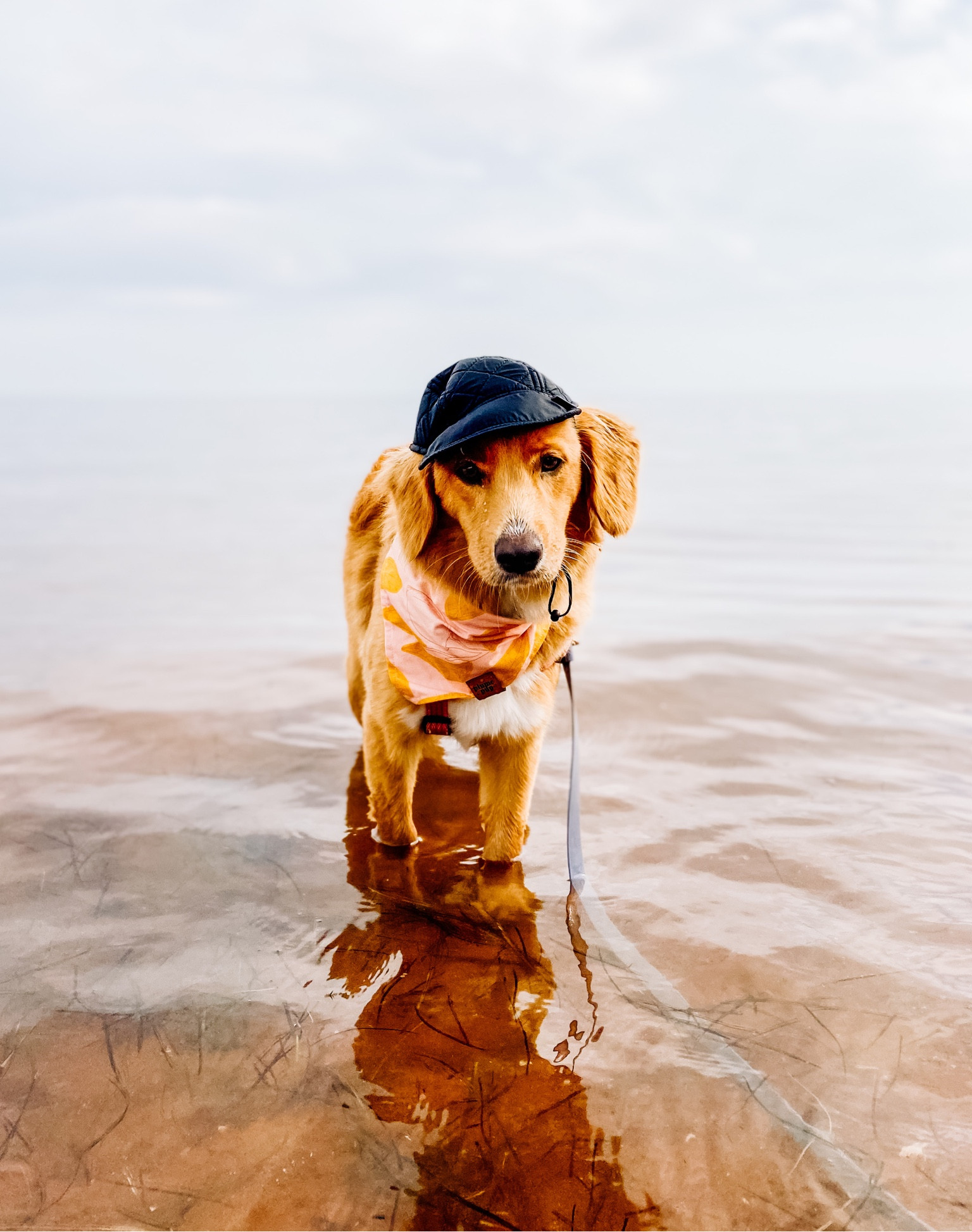 Dog hat from petsmart last year but I’ve linked a similar one

#LTKunder50