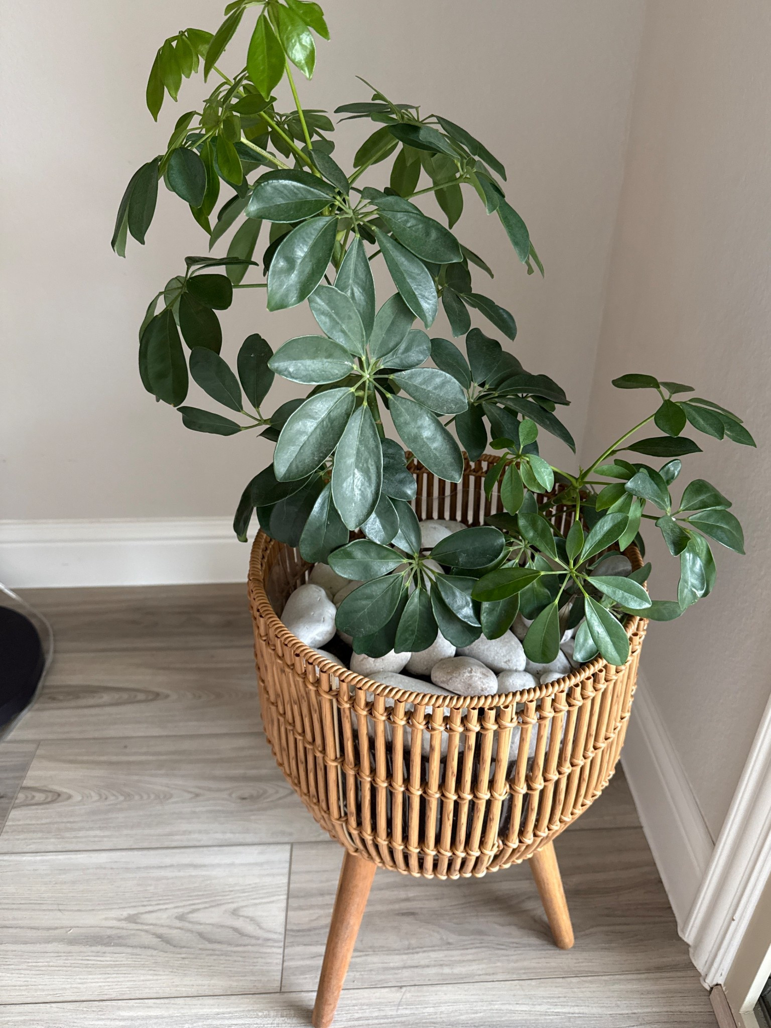 I love this beautiful Brown Resin Rattan Planter & Stand with Acacia Wood Legs 🤎
