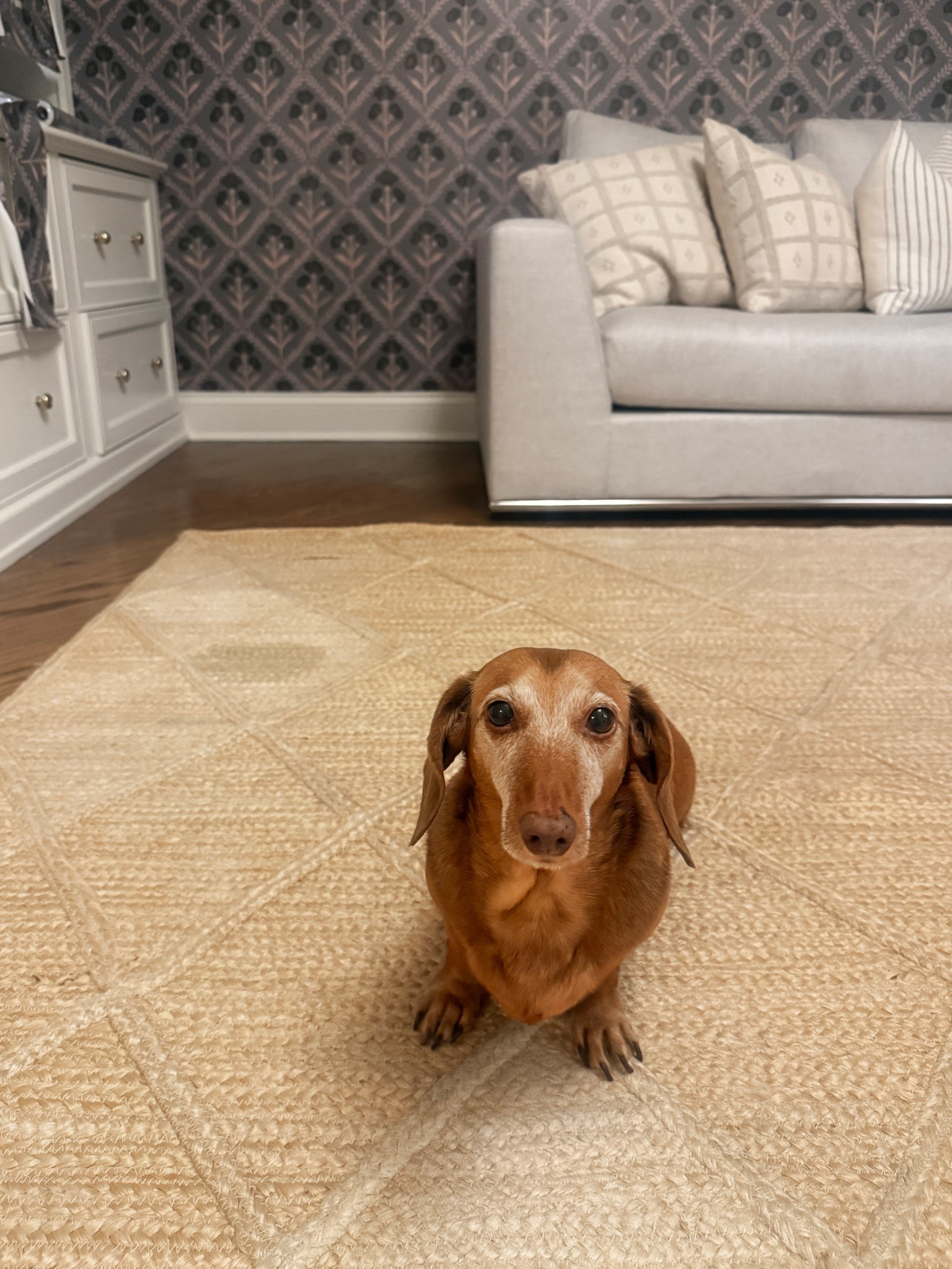 Goodbye, you perfect jute rug. Maybe in another chapter of life. For now, I’m keeping the little rascal shown here 😉 #dachshundlife 

#LTKHome