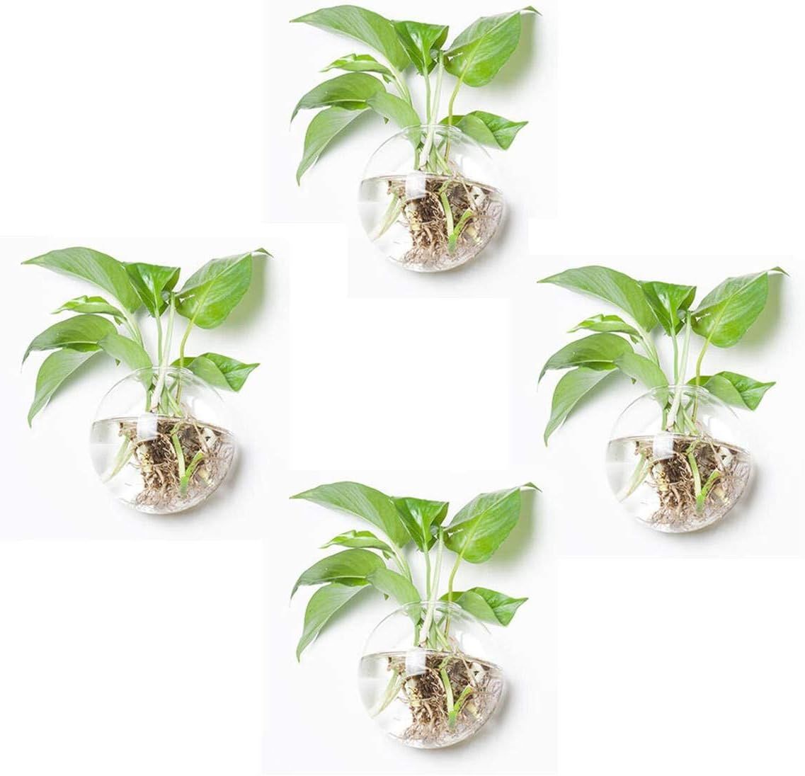 Pack of 4 Glass Planters Wall Hanging Planters Round Glass Plant Pots Hanging Air Plant Pots Flow... | Amazon (US)