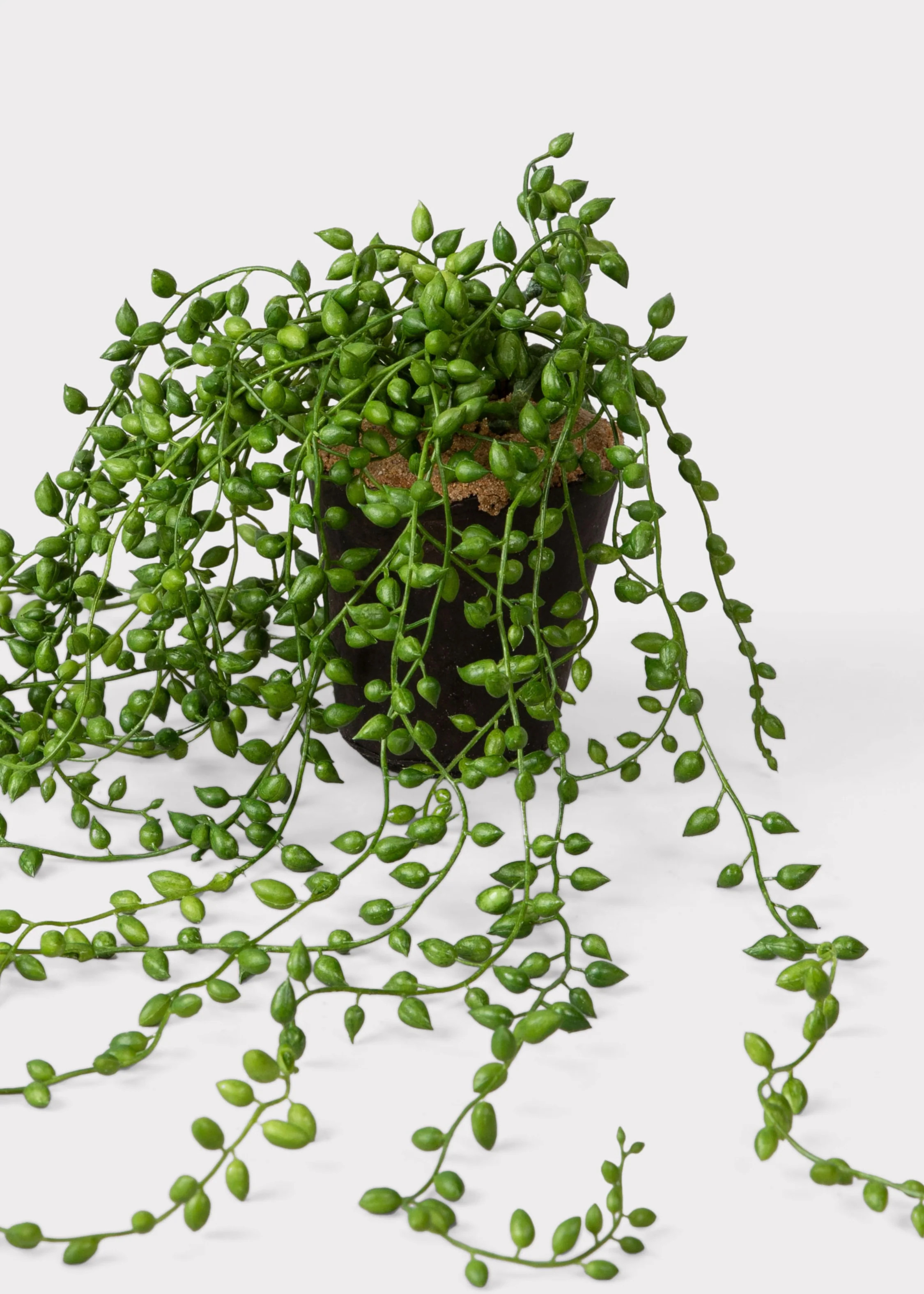 Fake String of Pearls Succulent Drop-In Plant - 17" | Afloral