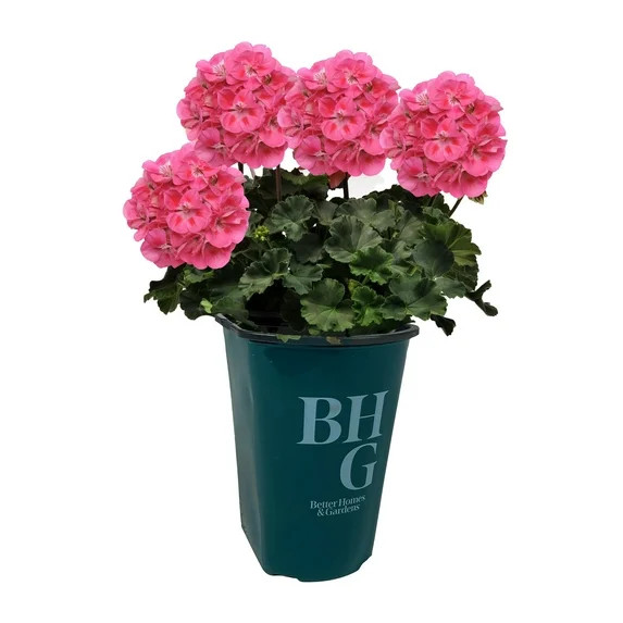 Better Homes & Gardens 1.5 Pint Pink Zonal Geranium Annual Live Plants | Walmart (US)