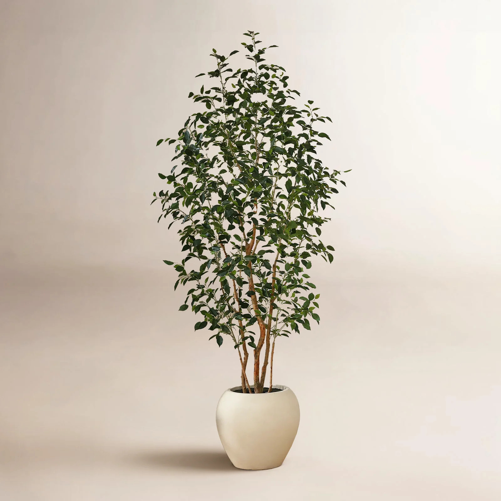 Adcock 96" Ficus Tree in Planter | Birch Lane