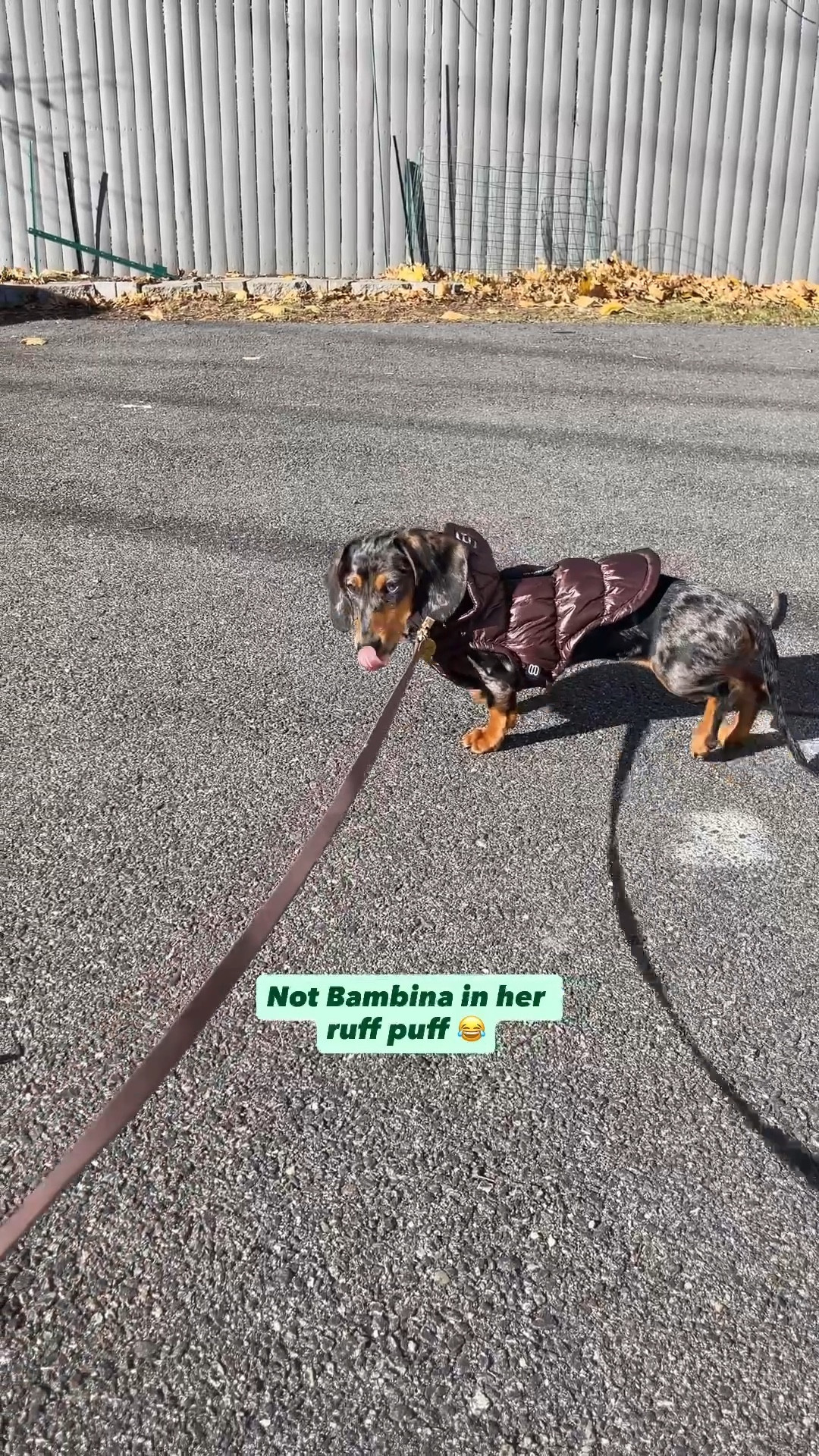 Bambina is 6lbs abd us in a size 3XS 🐾

#LTKGiftGuide #LTKHoliday #LTKHome