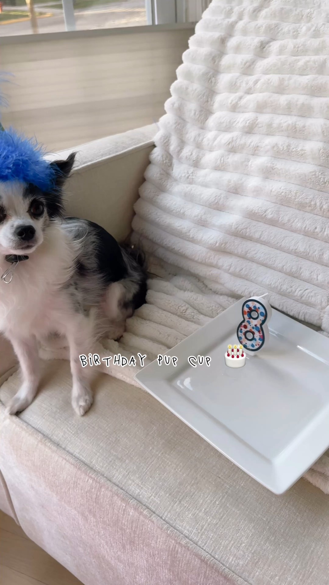 Pup cup that doesn’t contain xylitol! Also linked some other dog treats and bones we love at our home! 

Home decor, pets, dog treatss

#LTKPets #LTKHome #LTKFamily